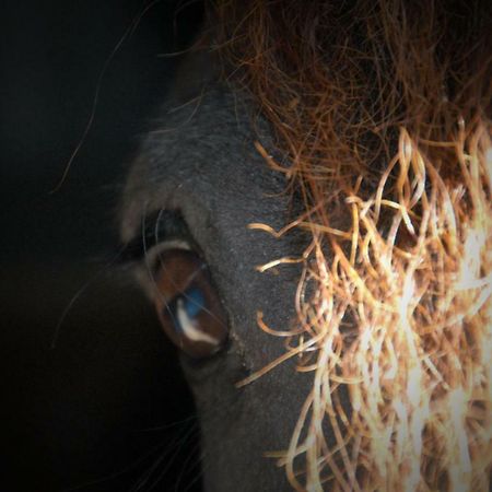 Sterrenhoeve Castricum Buitenkant foto